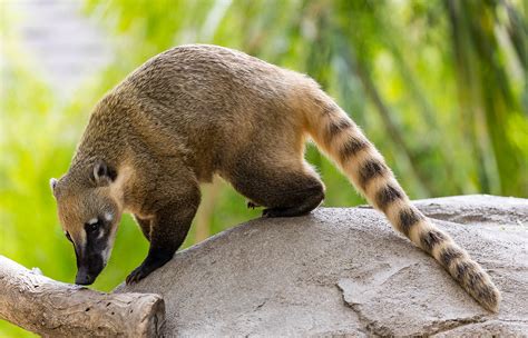  Coati: Uma Criatura Curiosa com Patas Ágeis que Se Encanta com a Natureza Selvagem!