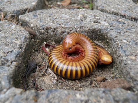  Diplopoda - Descubra o Mundo Fascinante das Minhocas-Mil pés, Criaturas que Conquistaram Diversos Habitats!