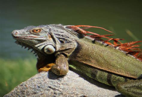  Iguana! Um Réptil Fascinante com Uma Linguagem Corporal Extraordinariamente Expressiva e uma Resistência Incrível ao Calor Extremo