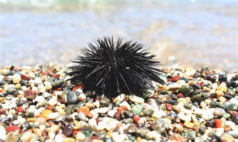  Ouriço-do-mar: Descubra o Intrigante Mundo de um Animal que Se Move Lateralmente e Possui uma Armadura Espinhosa!