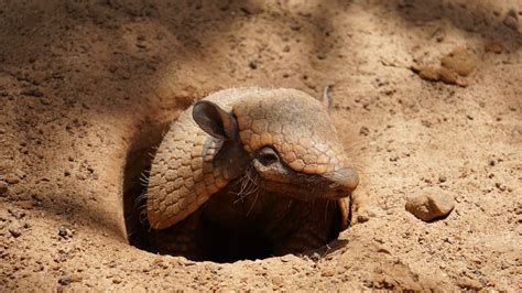  Tatu! Descubra a Armadura Natural que Protege este Animal Noturno de Dentes Afilados