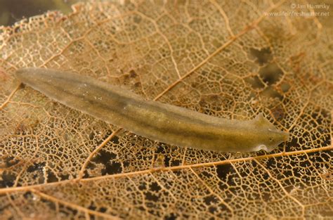  Truchulum! Explore the Enigmatic World of This Tiny Freshwater Flatworm