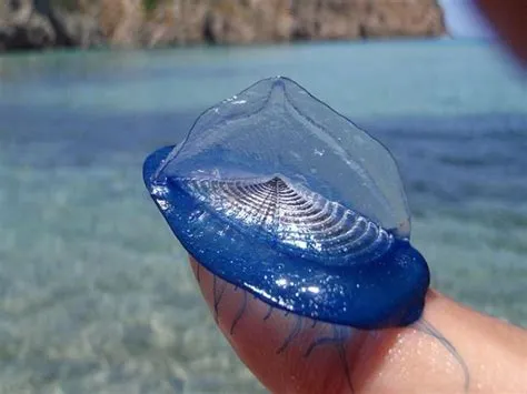  Velella velella: Uma Criatura Deliciosa Que Flutua e Se Alimenta de Pequenos Organismos Marinhos!