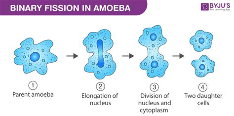  Acanthamoeba: Uma Ameba Aquática que Habita e se Multiplica Através da Fissão Binária!