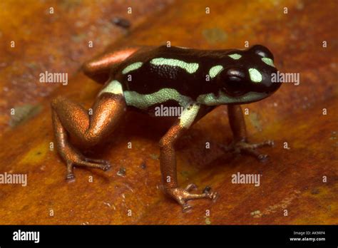  Dendrobates - Descubra o charme venenoso das rãs-flecha!