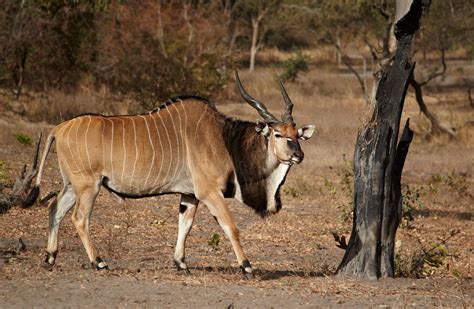  Eland! O Gigante da Savana com uma Paixão por Sal