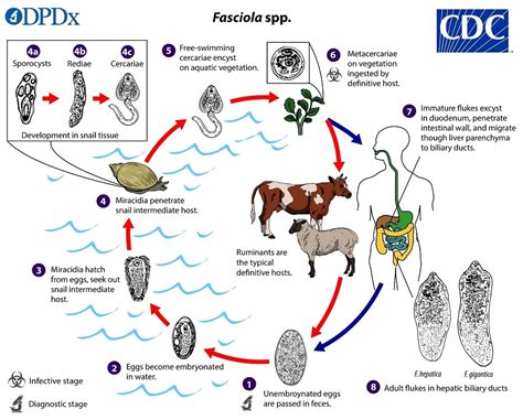  Fasciola Hepatica: Uma Verme de Água Doce que Faz uma Viagem Surpreendente Através do Corpo de um Hospedeiro!