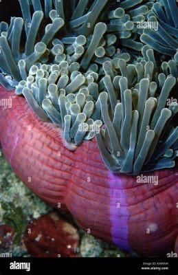  Heteractis magnifica: Uma anêmona-mar com tentáculos vibrantes que abrigam uma comunidade diversificada de peixes coloridos!