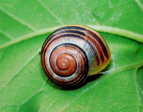  Horn Snail: Uma Maravilha Subaquática com Casco Espiralado e Locomoção Fascinante!