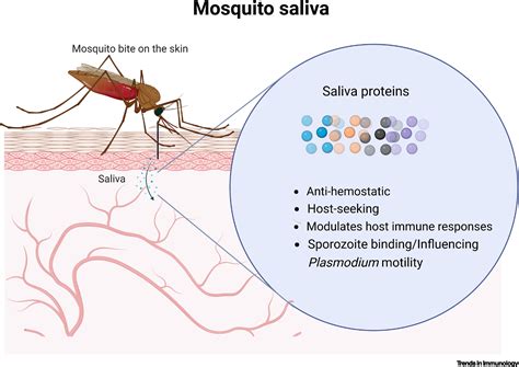  Plasmodium! A Tiny Parasite That Rules the World Through Mosquito Bites