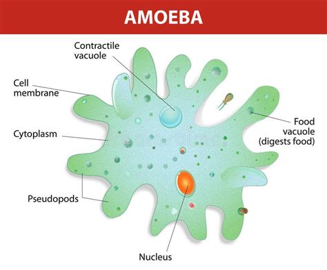  Proteus! Um Ser Unicelular com um Talento Extraordinário para Mudanças de Forma