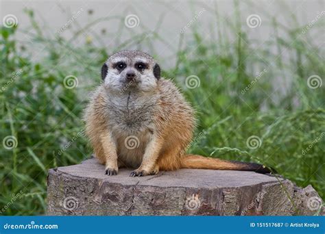  Suricata: Uma Criatura Fascinante que Combina Instinto de Caça com um Toque Social Exuberante!