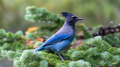  Tui: Um Pássaro Pequeno com uma Voz Potente que Pode Imitar Outras Espécies de Aves!