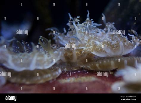  Umbrella Jellyfish: Are These Free-Swimming Wonders Truly Upside Down?