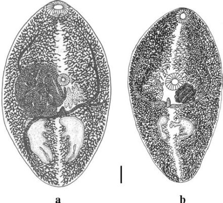  Urogonimus Westermani: Um Verme Que Se Faz em Casa!