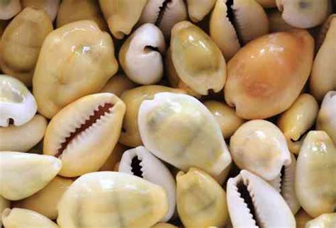  Yellow Cowrie: Uma Concha Brilhante Que Se Esconde Nas Profundezas Do Oceano!